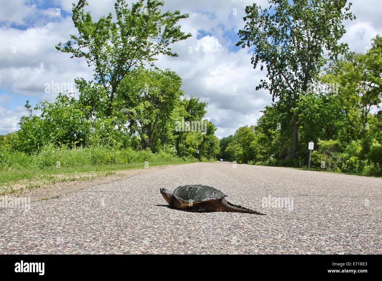 Une tortue serpentine traversant une route au Minnesota. Banque D'Images