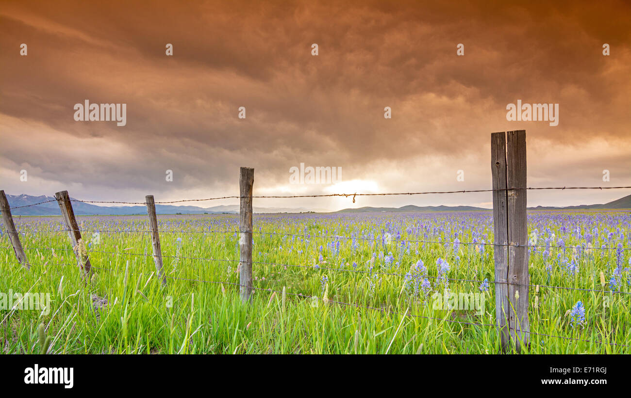 Sky art dramatique et barbelés Banque D'Images