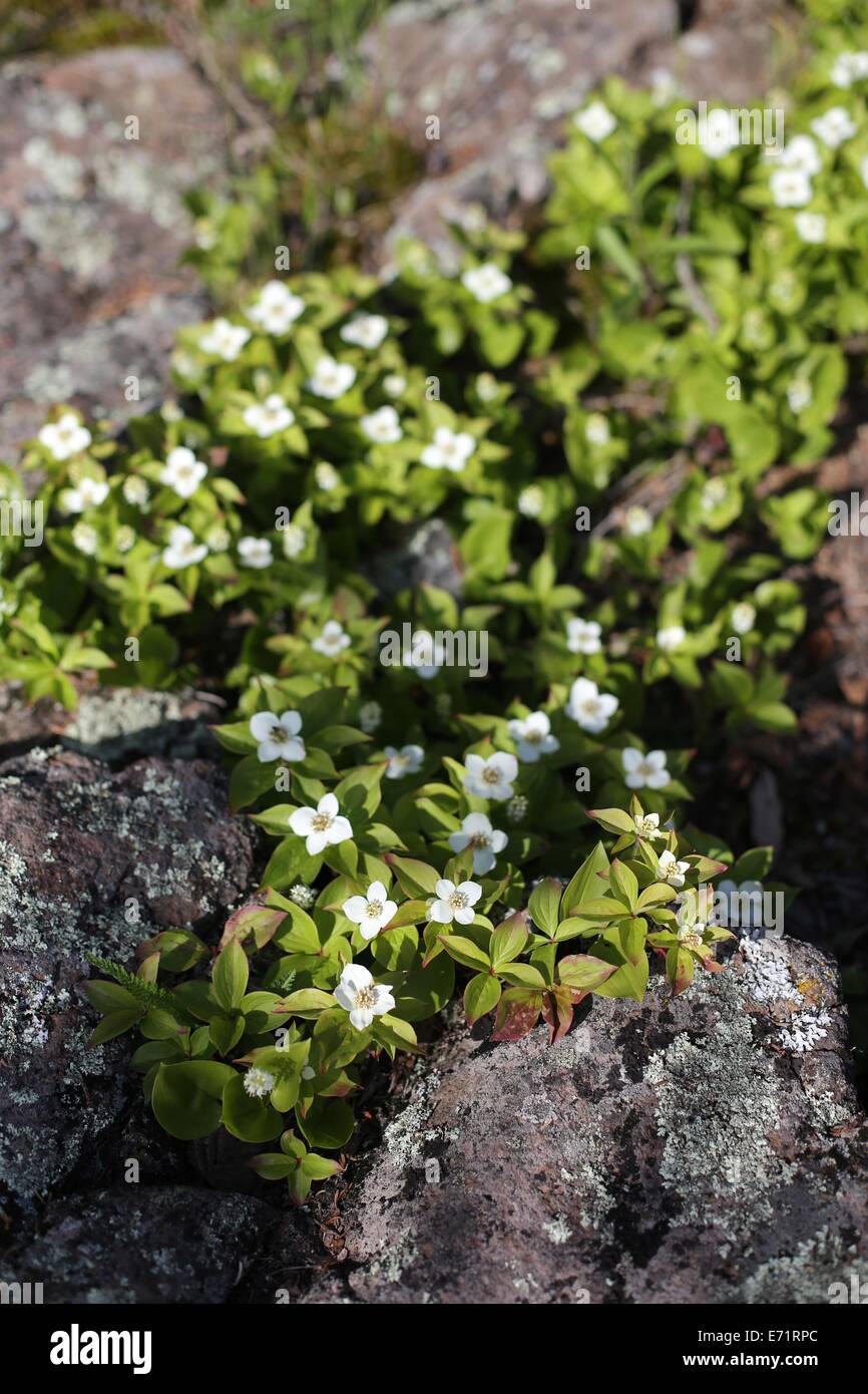 Une grappe de fleurs de cornouiller sur la rive du lac Supérieur, au Minnesota. Banque D'Images