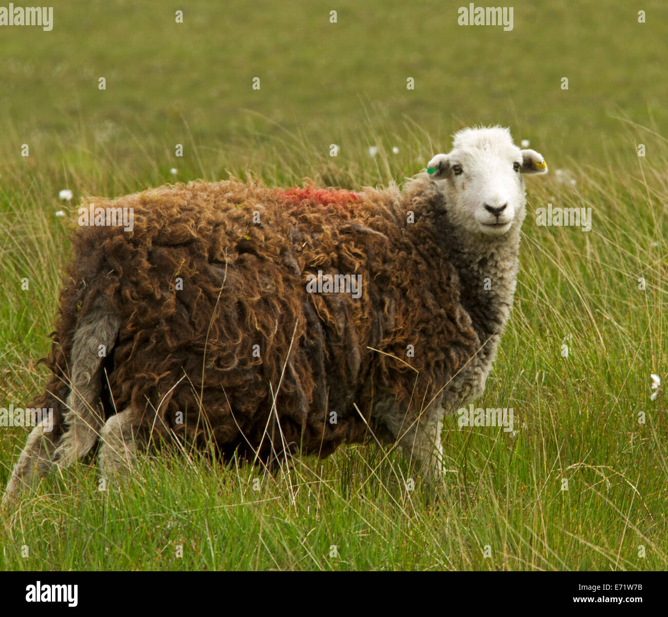 Moutons Herdwick, héritage britannique Race à laine marron et blanc, les visages sur les Maures en Lake District, Cumbria, Angleterre Banque D'Images