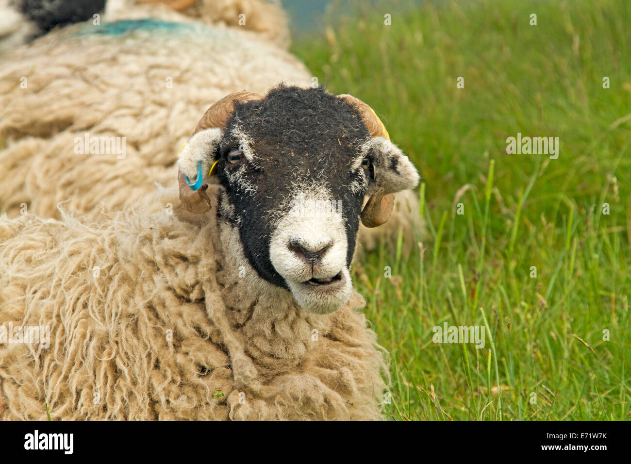 Swaledale, mouton laine blanche et la face noire avec des cornes, contre l'arrière-plan de l'herbe émeraude dans Lake District, Angleterre Banque D'Images