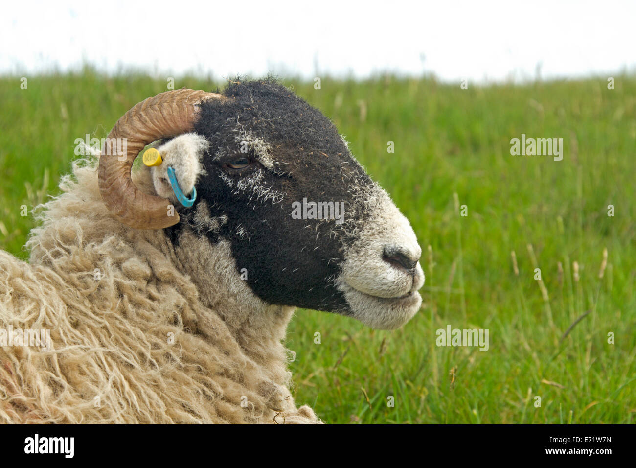 Tête de mouton Swaledale, laine blanche et la face noire avec des cornes, contre l'arrière-plan de l'herbe émeraude dans Lake District, Angleterre Banque D'Images