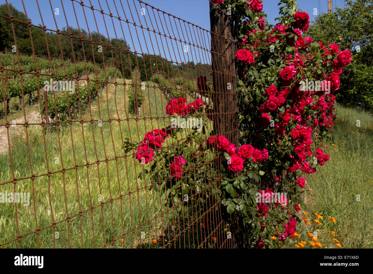 Rosier sur une clôture le long d'un vignoble, Napa, Californie, États-Unis, Amérique du Nord. Banque D'Images