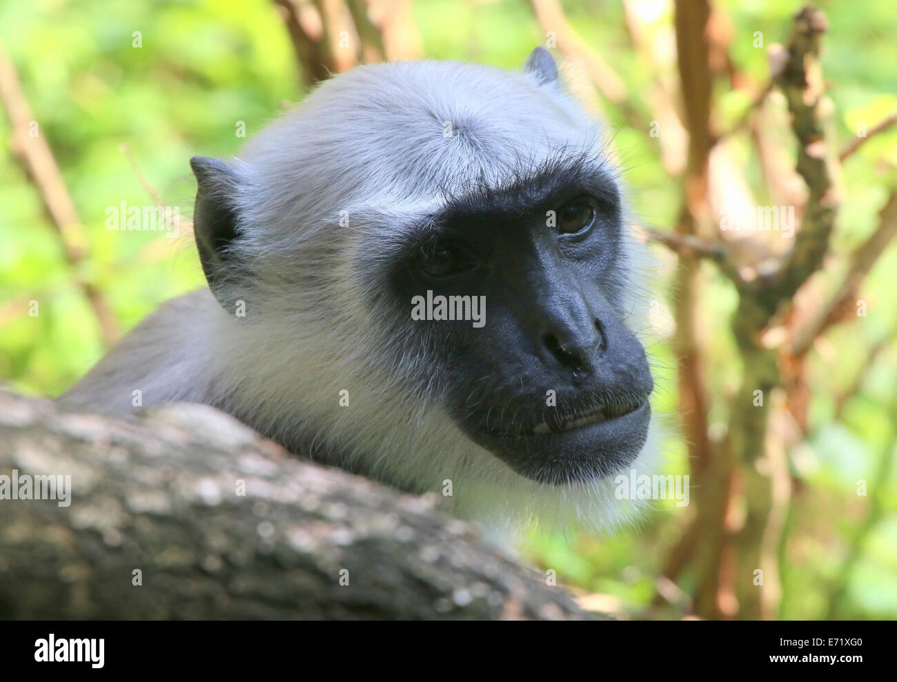 Plaines du Nord gray langur (Semnopithecus animaux singe) Banque D'Images