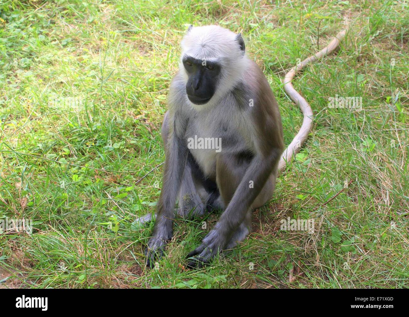 Plaines du Nord gray langur (Semnopithecus animaux singe) Banque D'Images