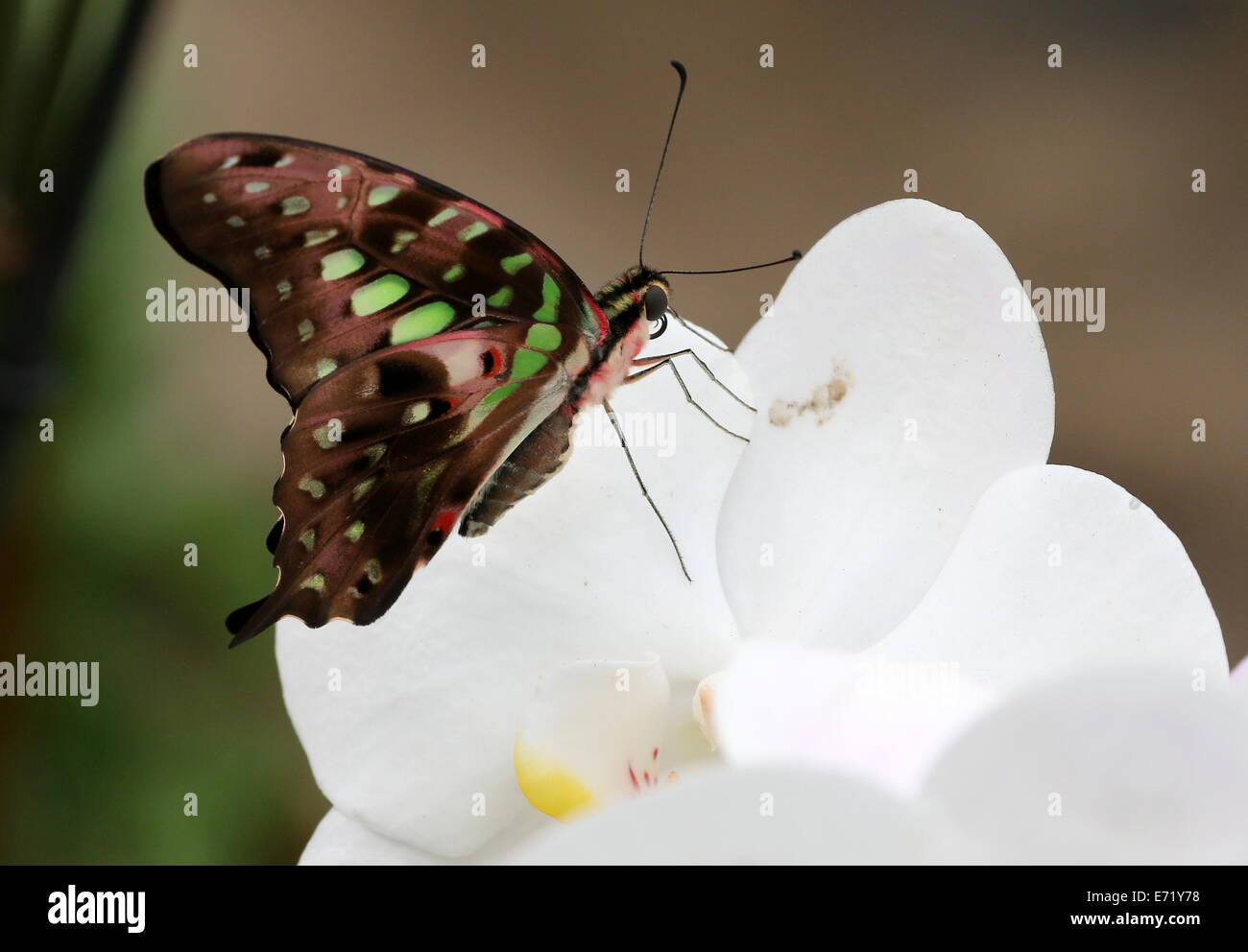 Vert queue Jay Butterfly (Graphium agamemnon) alias Triangle vert ou vert-spotted Triangle, posant sur une orchidée Banque D'Images