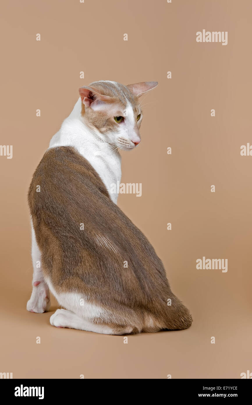 Chat oriental, 18 mois, lilas, classic tabby avec blanc, couleurs de fourrure Banque D'Images