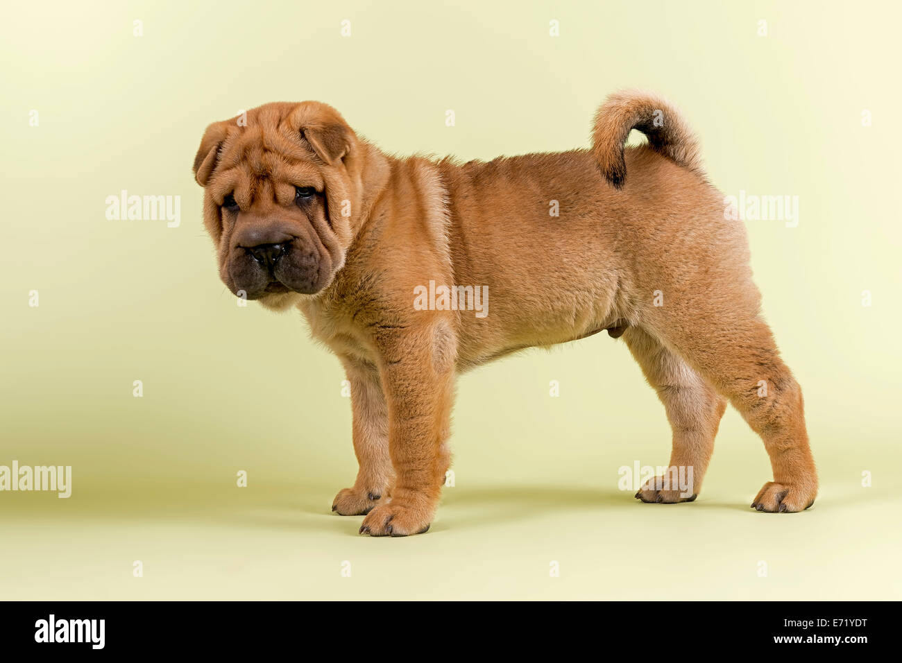 Shar-Pei, homme, chiot, 8 semaines, rouge Banque D'Images