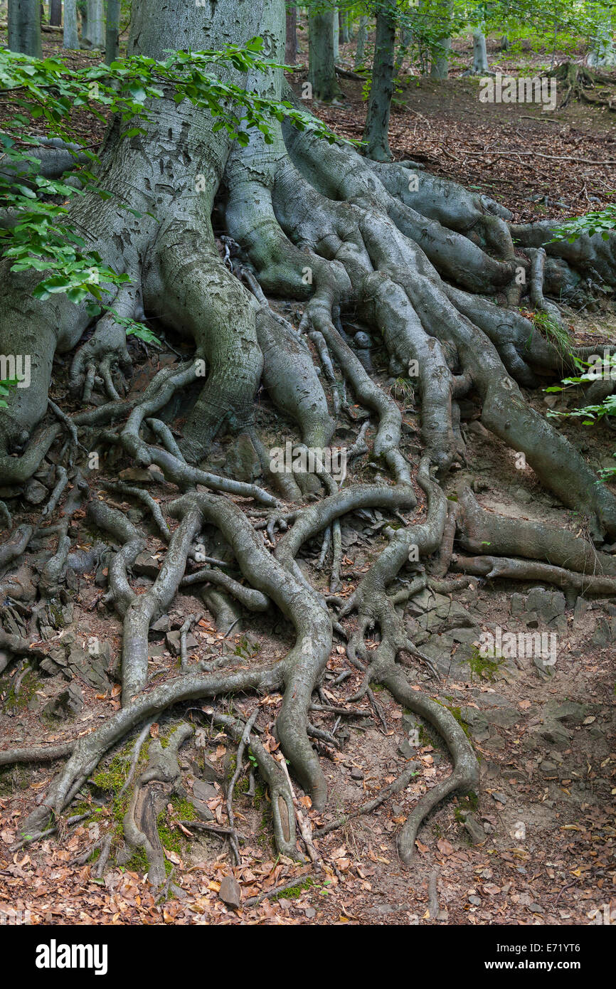 Les racines des arbres d'un Beech (Fagus sp.), sur la montagne Agnesberg, Saxe-Anhalt, Allemagne Banque D'Images