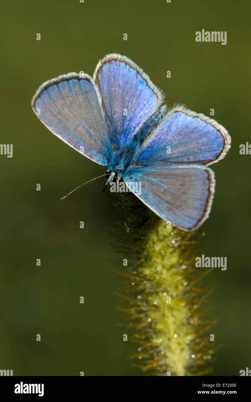 Blue (Polyommatus icarus commun), Burgenland, Autriche Banque D'Images