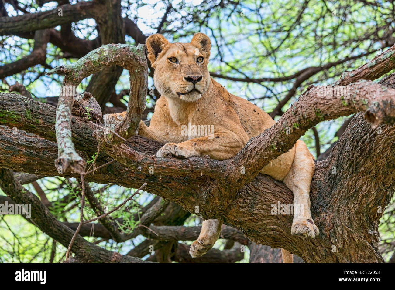 Lion (Leo), panthères lionne sur un arbre, Manyara, Tanzanie Banque D'Images