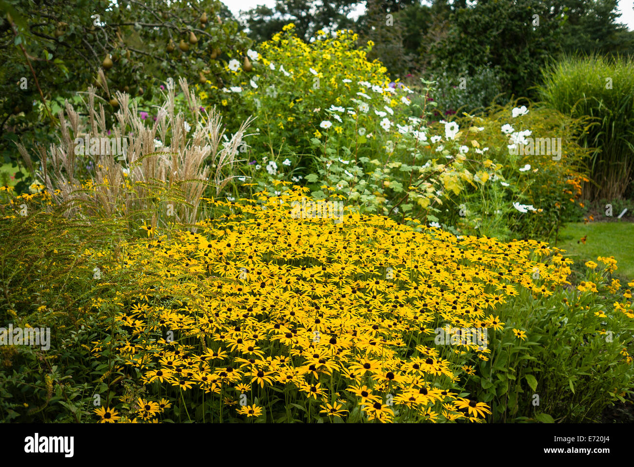 Frontière de fleurs avec des plantes à l'automne fleurs Rudbeckia Banque D'Images