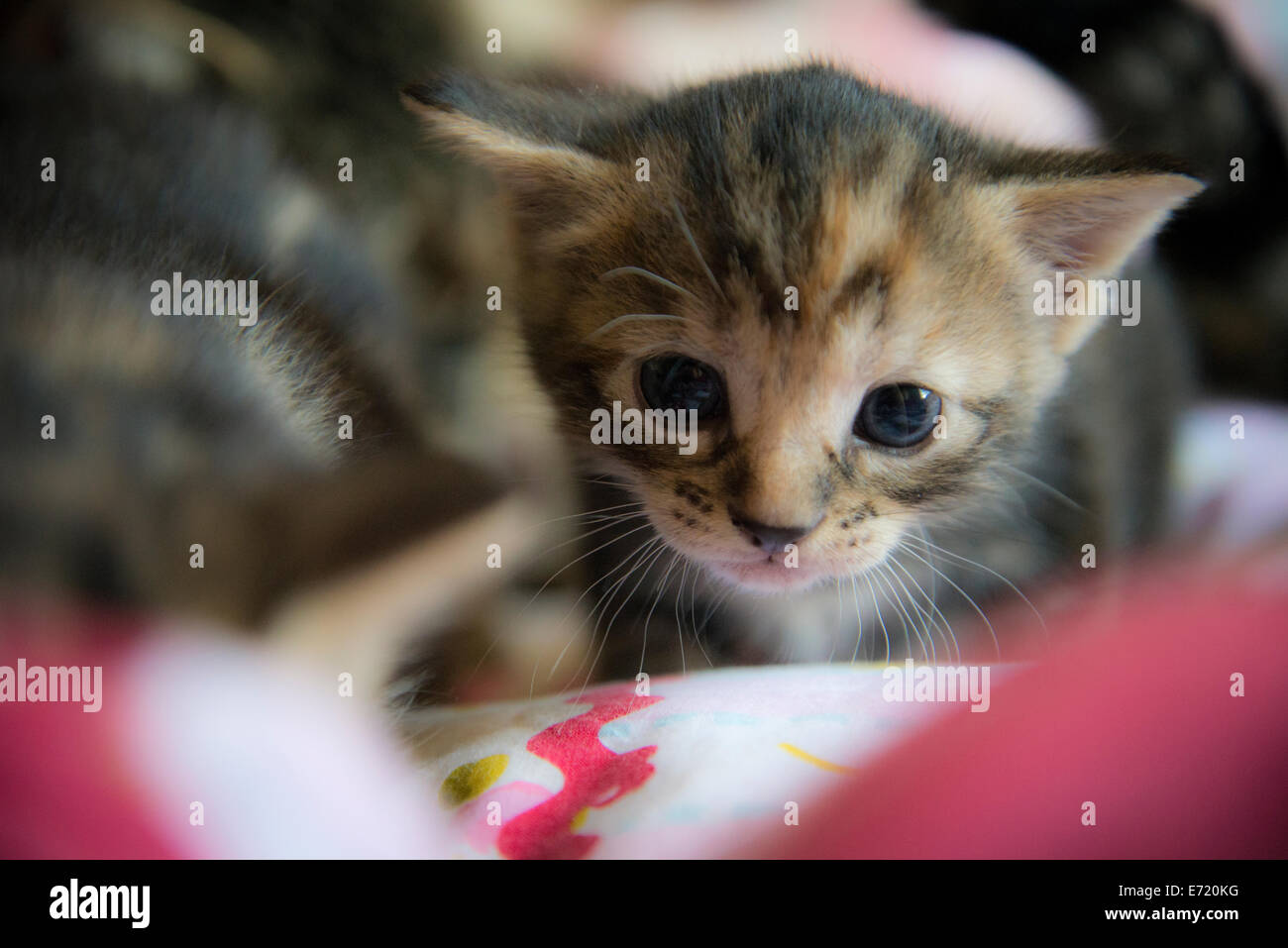 3 semaine les chatons Banque D'Images