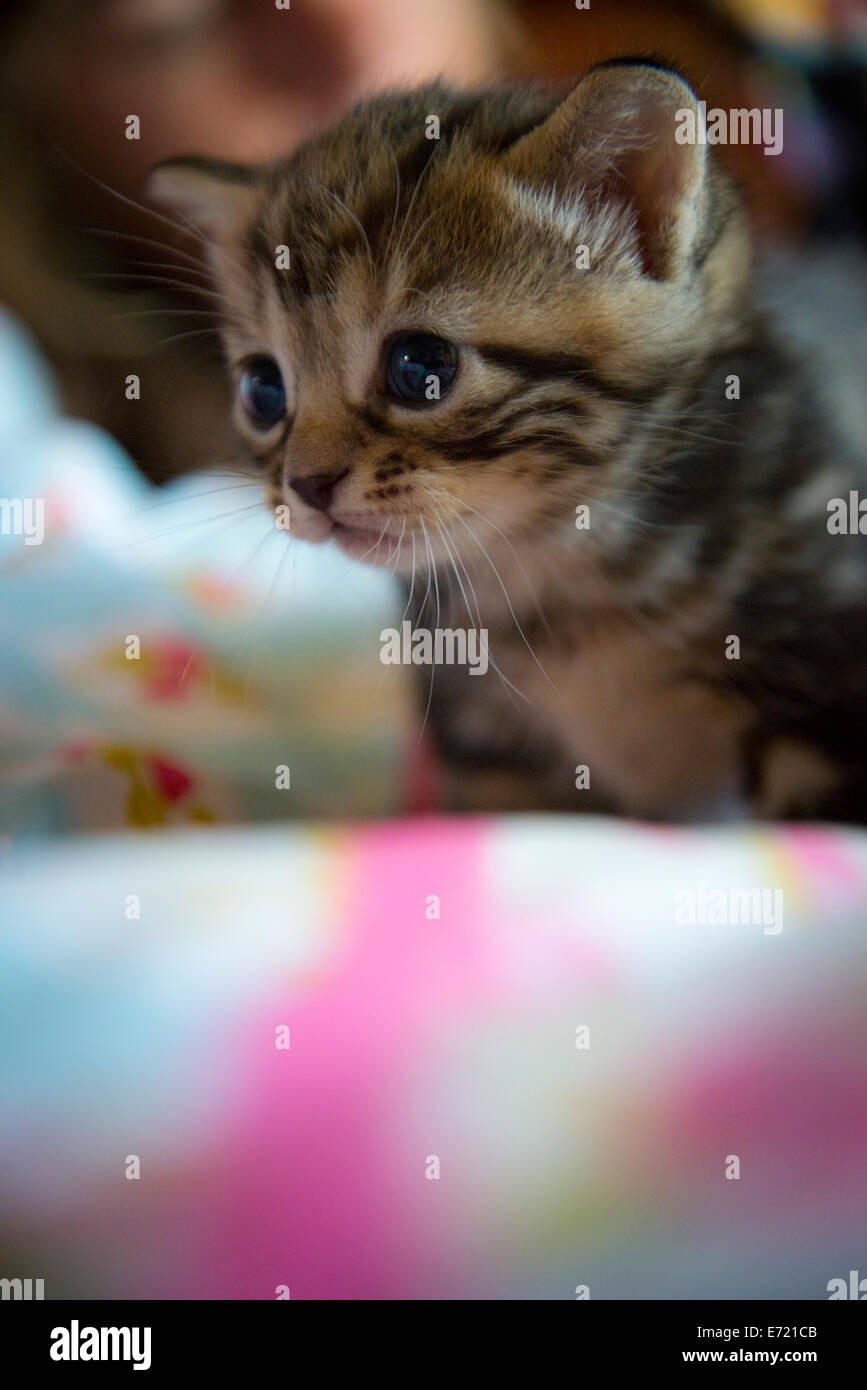 3 semaine les chatons Banque D'Images