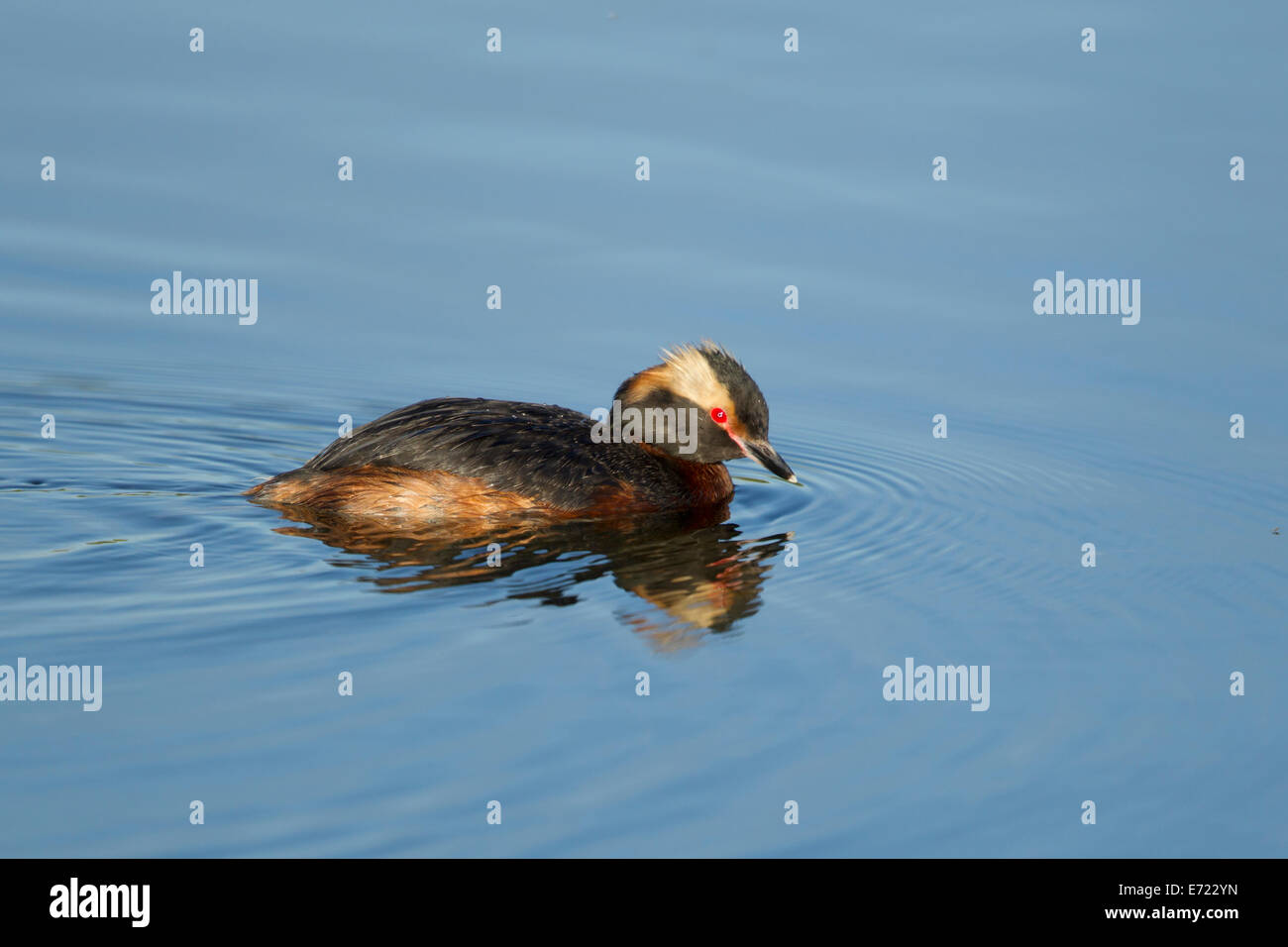 Quantite Grebe Podiceps auritus Islande BI026393 Banque D'Images