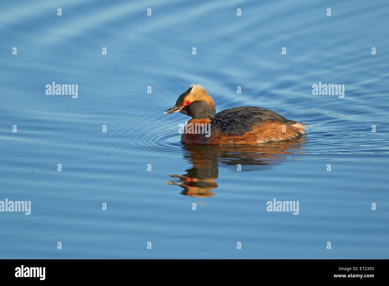 Quantite Grebe Podiceps auritus Islande BI026396 Banque D'Images