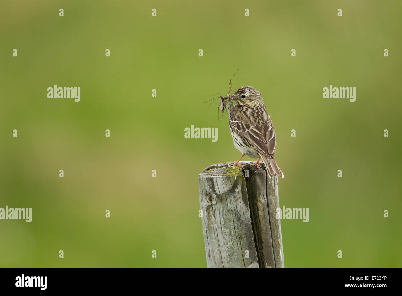 Meadow Pipit spioncelle - Anthus pratensis alimentaire avec l'Islande BI026455 Banque D'Images