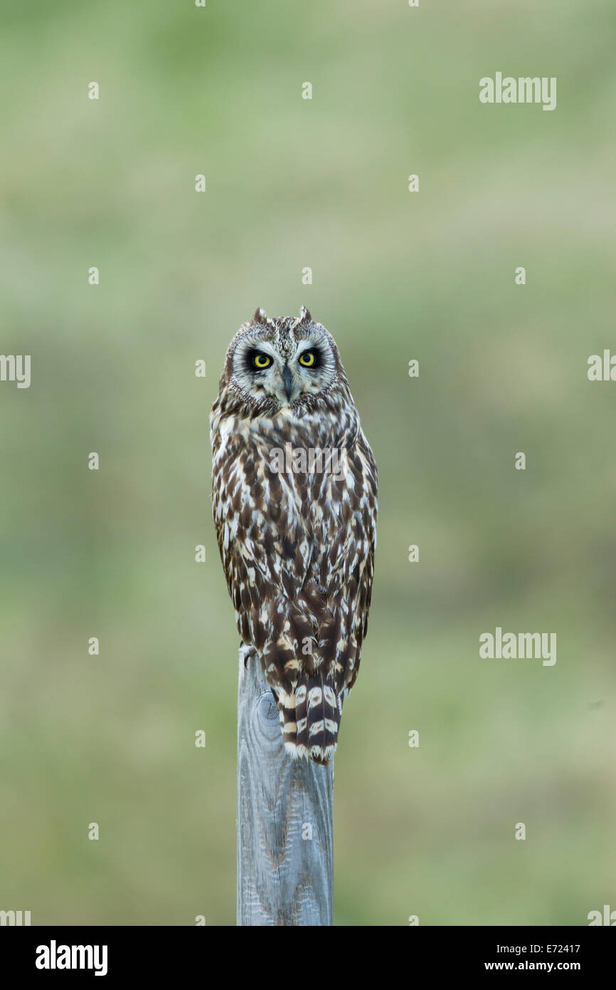 Hibou des marais - Asio flammeus post sur l'Islande BI026481 Banque D'Images