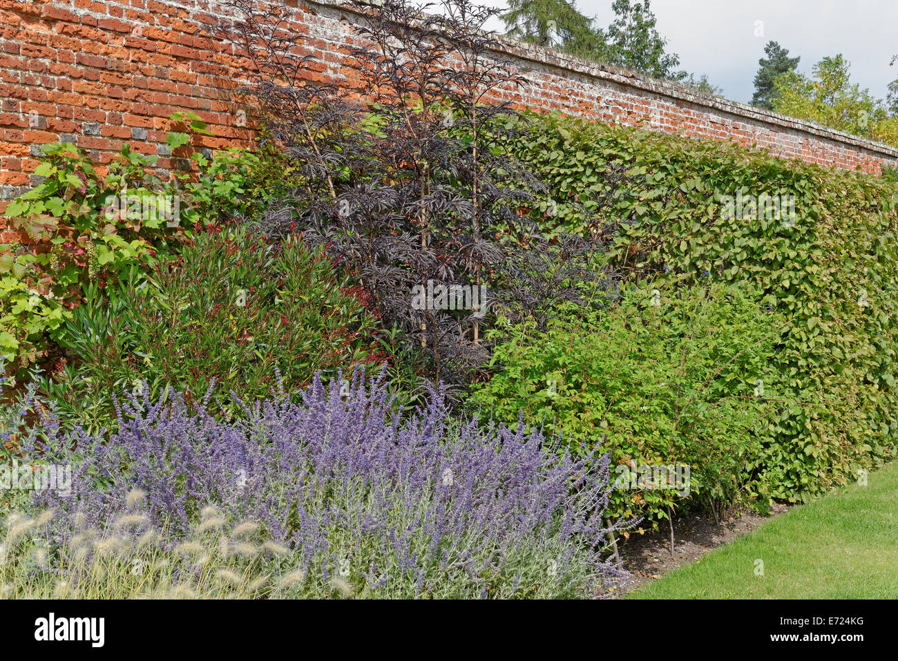 Jardin clos victorien en automne avec vignes et plantes vivaces Banque D'Images