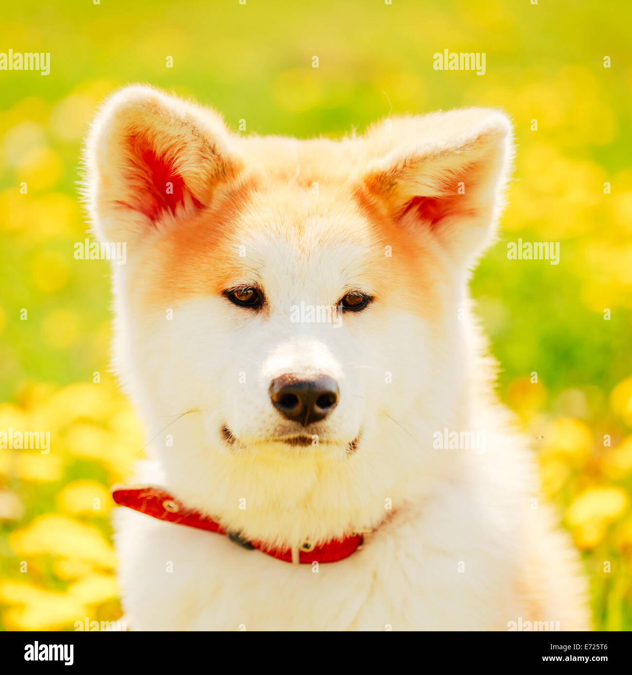 Chien Akita (Akita Inu, Akita japonais) Puppy Sitting in Green Grass Outdoor Banque D'Images