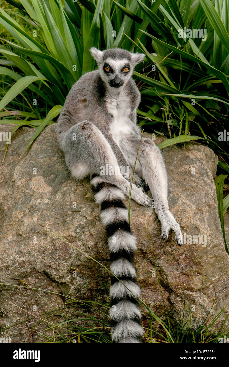 Ring-Tailed lémurien dans le zoo de Whipsnade, Dunstable, Bedfordshire, Royaume-Uni Banque D'Images
