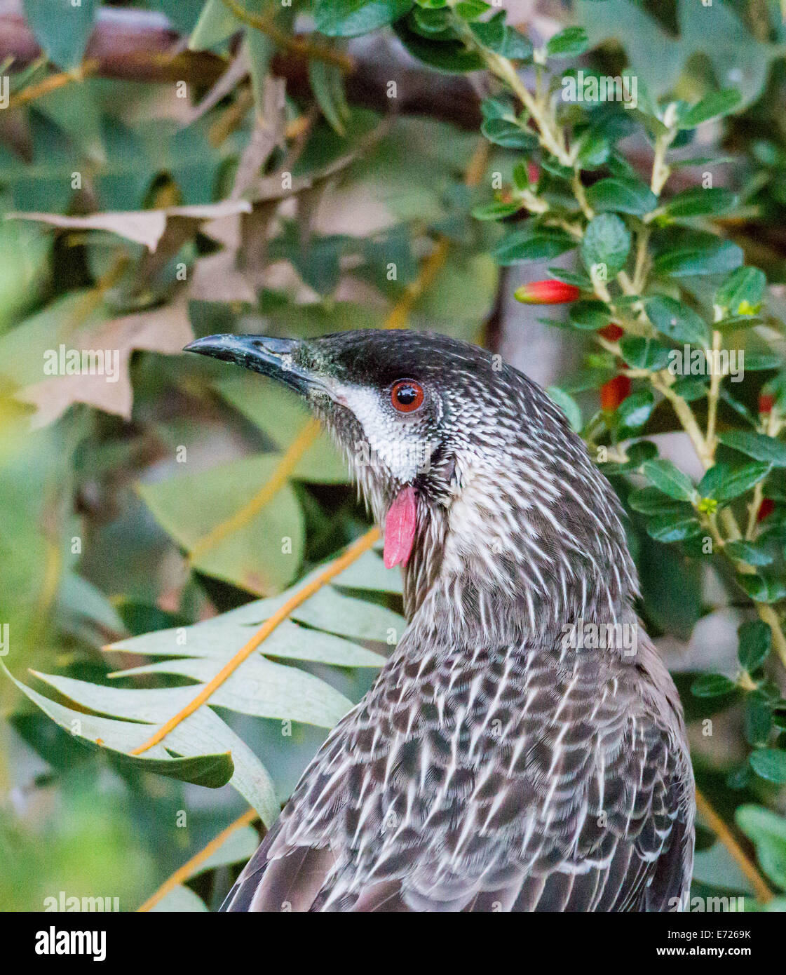 Wattlebird Anthochaera carunculata, rouge Banque D'Images