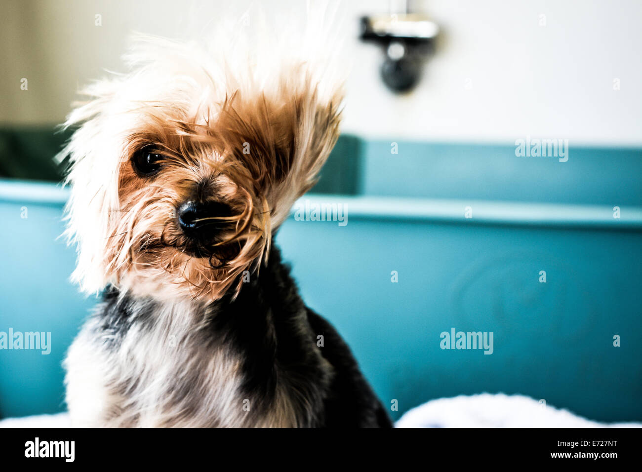 Dorloter pooch dans un salon de toilettage pour chiens Banque D'Images