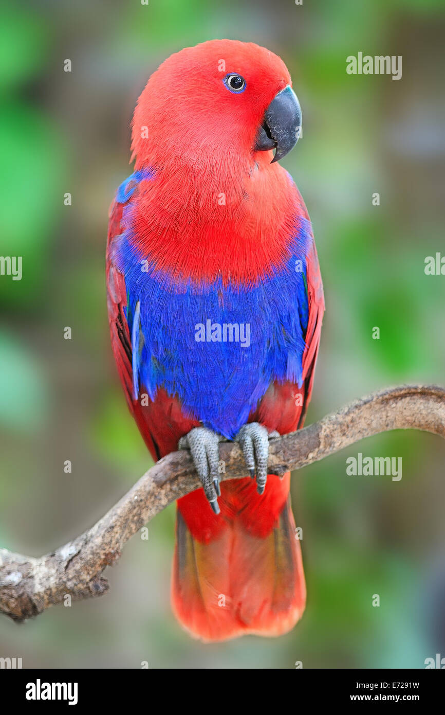 Perroquet rouge coloré, une femelle Eclectus roratus Eclectus parrot (profil), back Banque D'Images