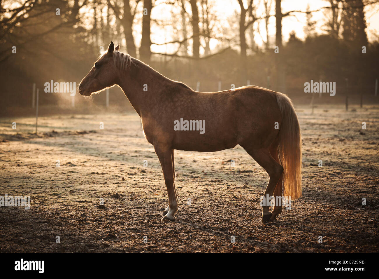 Petit cheval, mare, Palomino, somnolant sur un matin d'hiver, en Rhénanie du Nord-Westphalie, Allemagne Banque D'Images Petit cheval, mare, Palomino, somnolant sur un matin d'hiver, en Rhénanie du Nord-Westphalie, Allemagne Banque D'Images