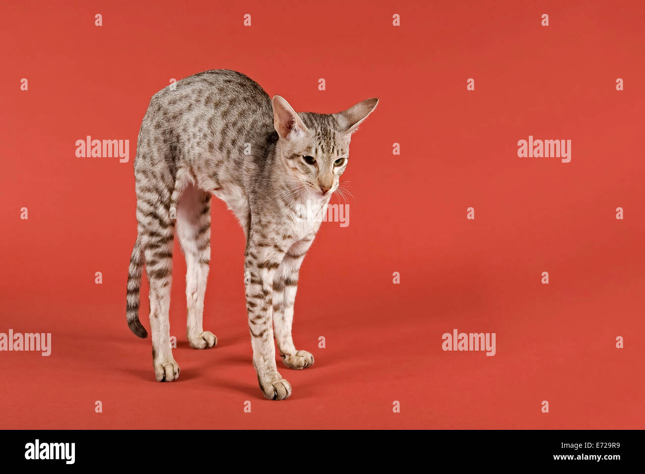 Chat Oriental, Chocolat Silver Spotted Tabby, stretching, se cambrant Banque D'Images