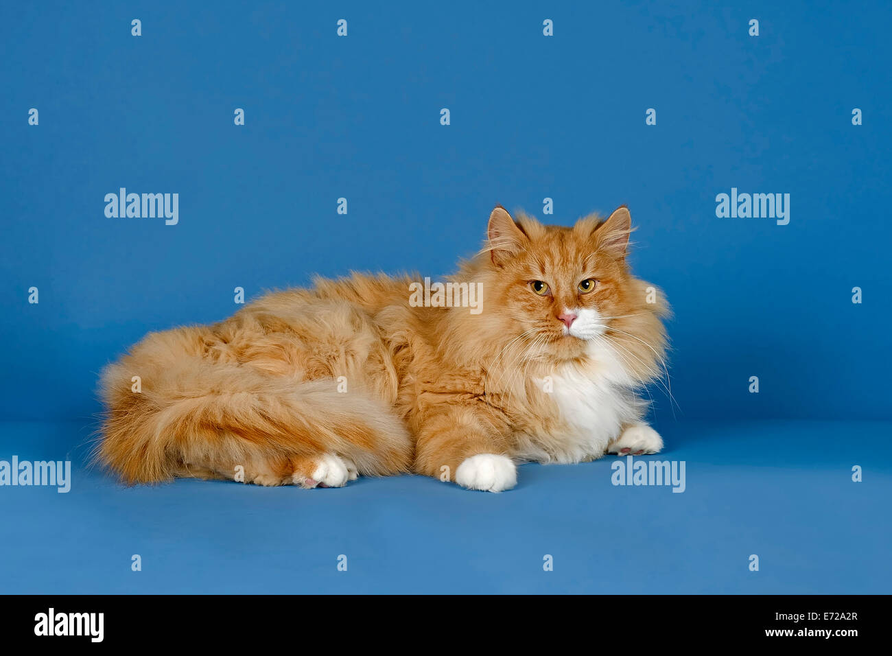 Chat Norvegien Rouge Et Blanc Photo Stock Alamy