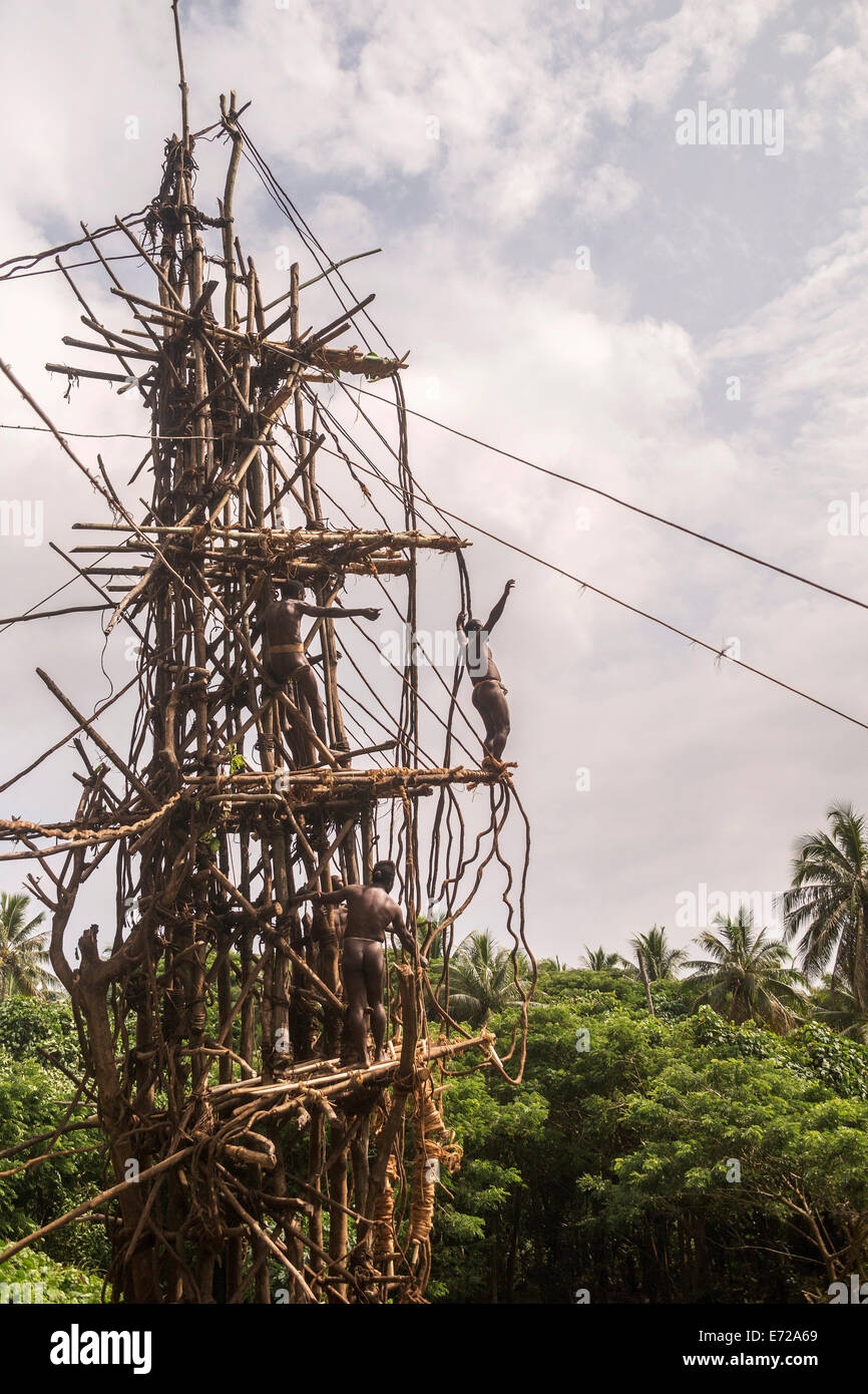 La préparation des terres diver pour sauter, l'île de Pentecôte (Vanuatu) Banque D'Images