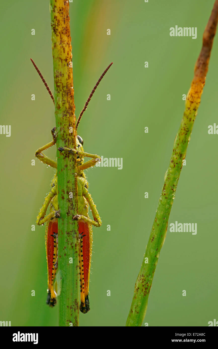 Grand Marais sauterelle (Mecostethus grossus), homme, Hesse, Allemagne Banque D'Images