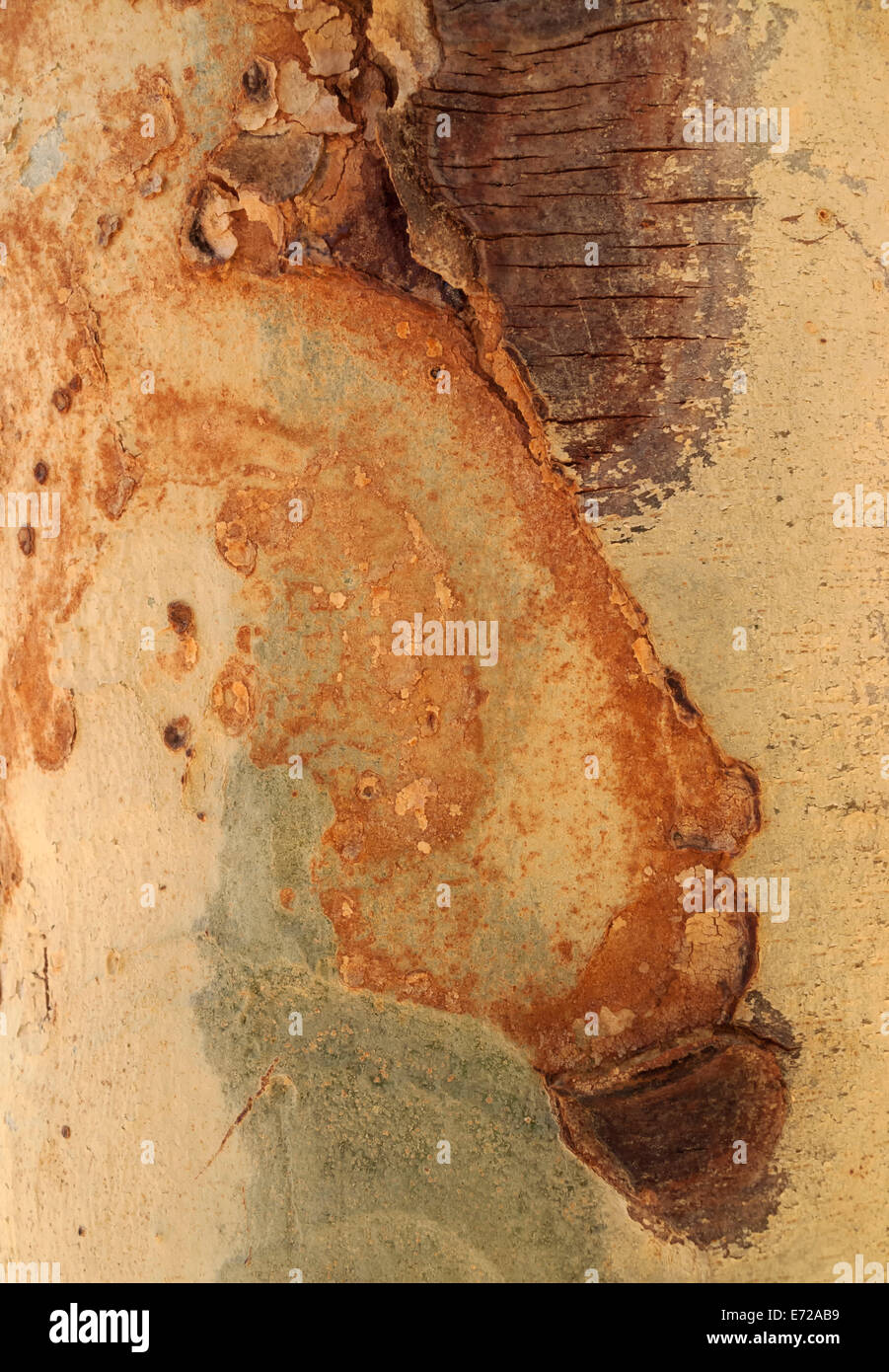 Fever Tree (Vachellia xanthophloea), détail de l'écorce, Kruger National Park, Afrique du Sud Banque D'Images