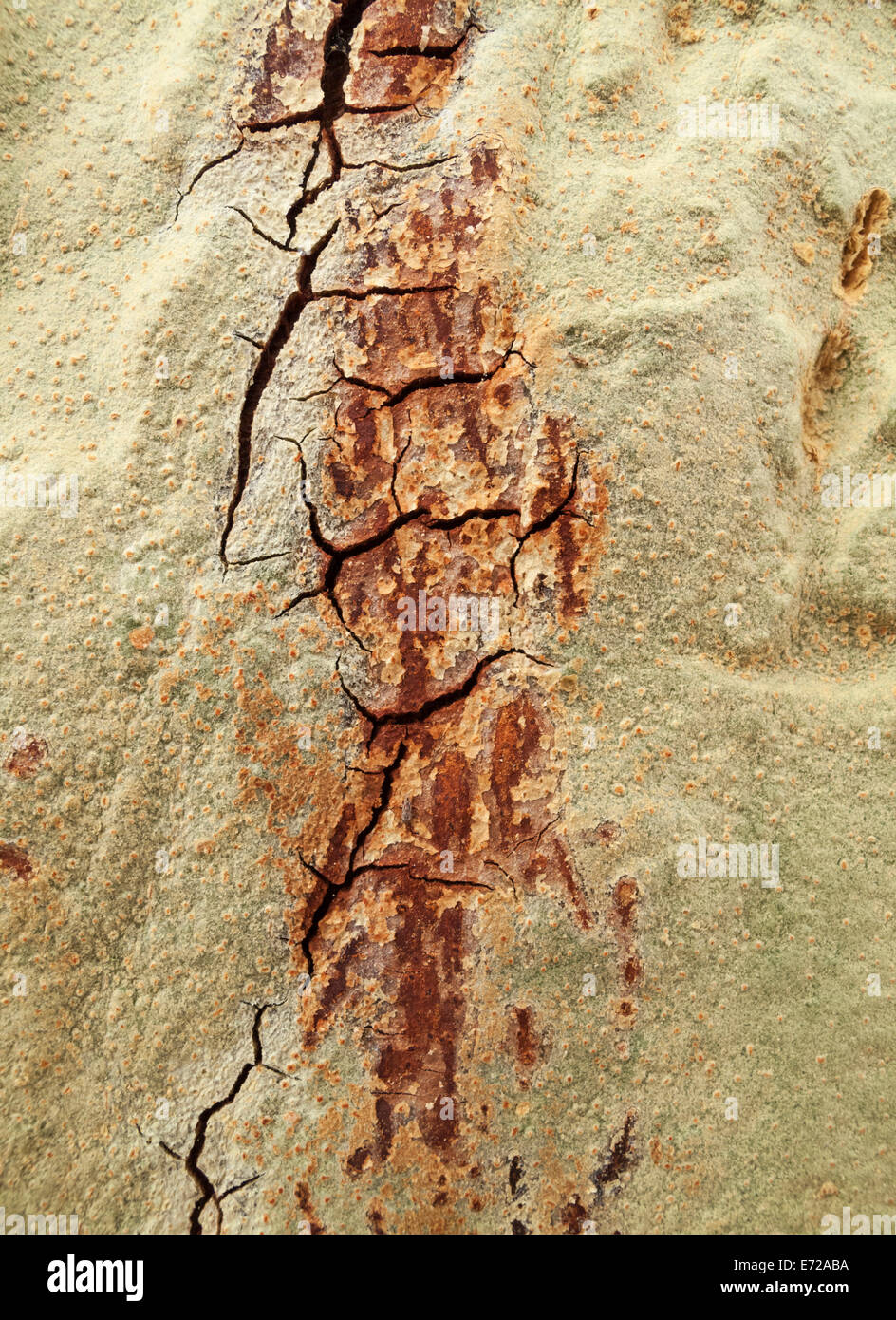 Fever Tree (Vachellia xanthophloea), détail de l'écorce, Kruger National Park, Afrique du Sud Banque D'Images