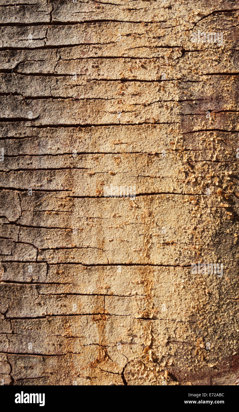 Fever Tree (Vachellia xanthophloea), détail de l'écorce, Kruger National Park, Afrique du Sud Banque D'Images