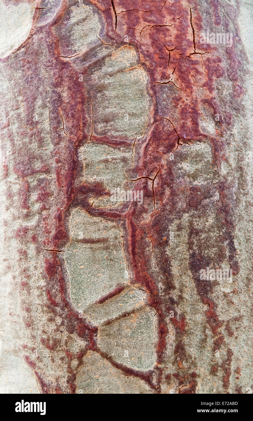 Fever Tree (Vachellia xanthophloea), détail de l'écorce, Kruger National Park, Afrique du Sud Banque D'Images