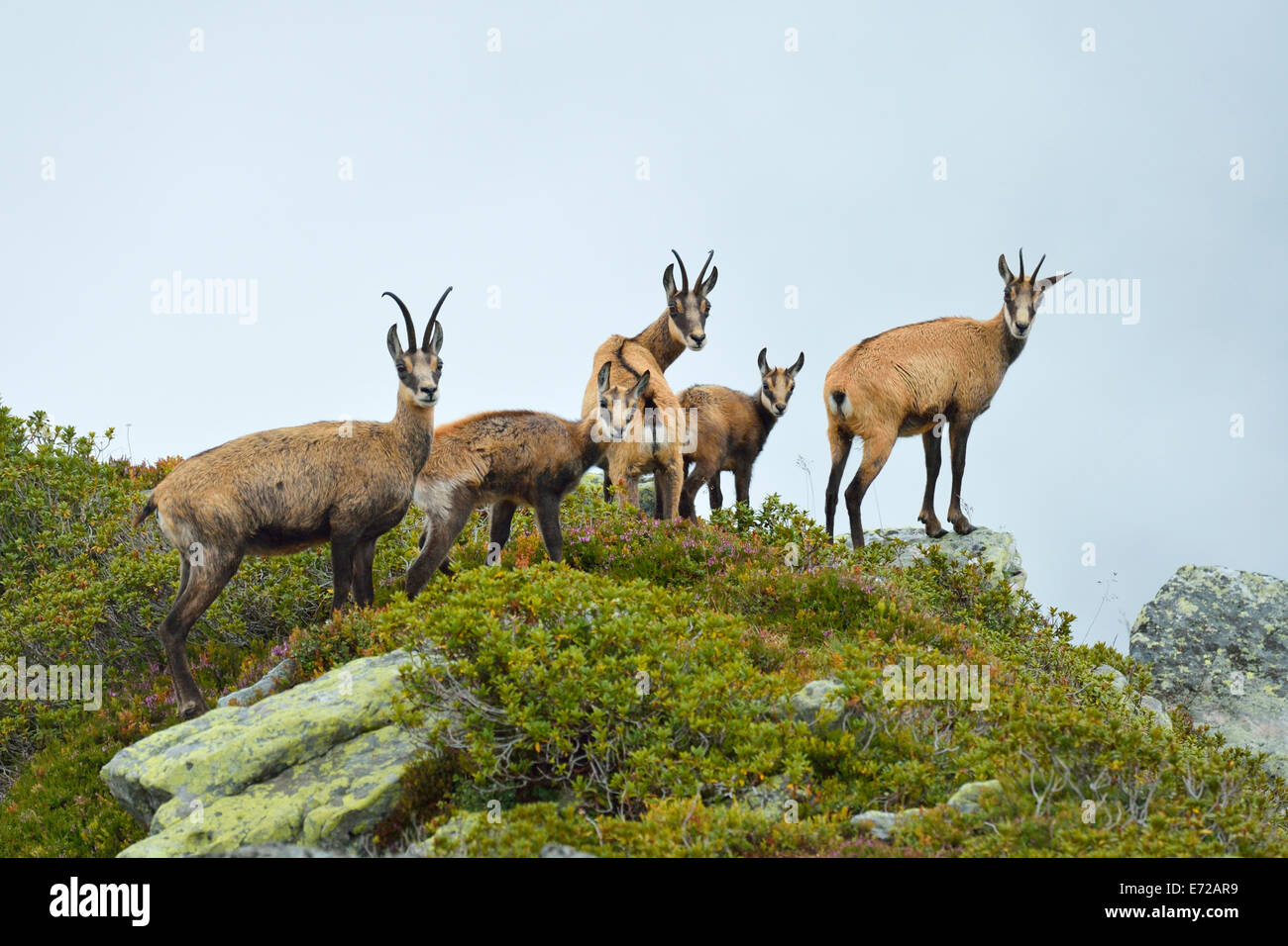 Chamois (Rupicapra rupicapra groupe) avec des petits, Oberland Bernois, Suisse Banque D'Images