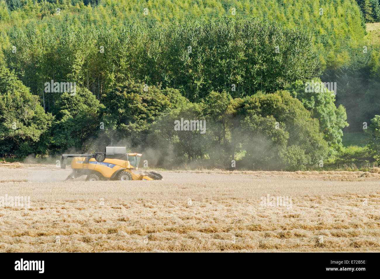 Moissonneuse-batteuse, l'ABERDEENSHIRE ECOSSE les nuages de poussière SOULEVÉS PAR LA MACHINE DANS UN CHAMP D'ORGE Banque D'Images