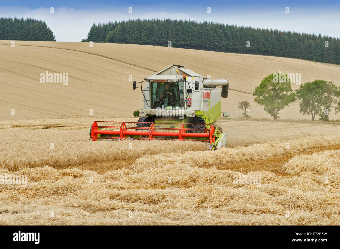 Moissonneuse-batteuse, dans l'ABERDEENSHIRE EN ÉCOSSE LE FAUCHAGE D'UN CHAMP D'ORGE Banque D'Images