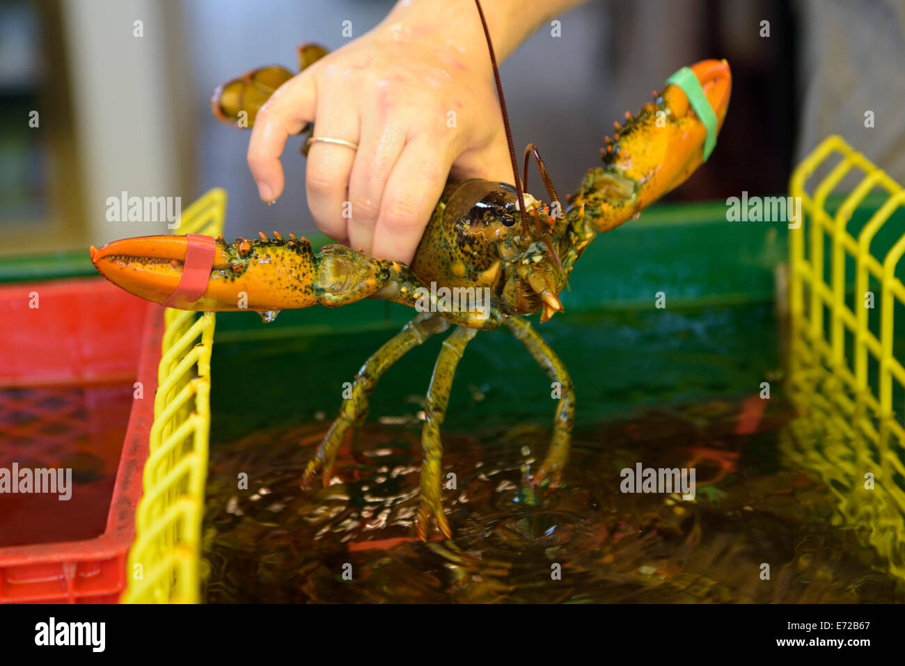 Homard frais du Maine Banque D'Images