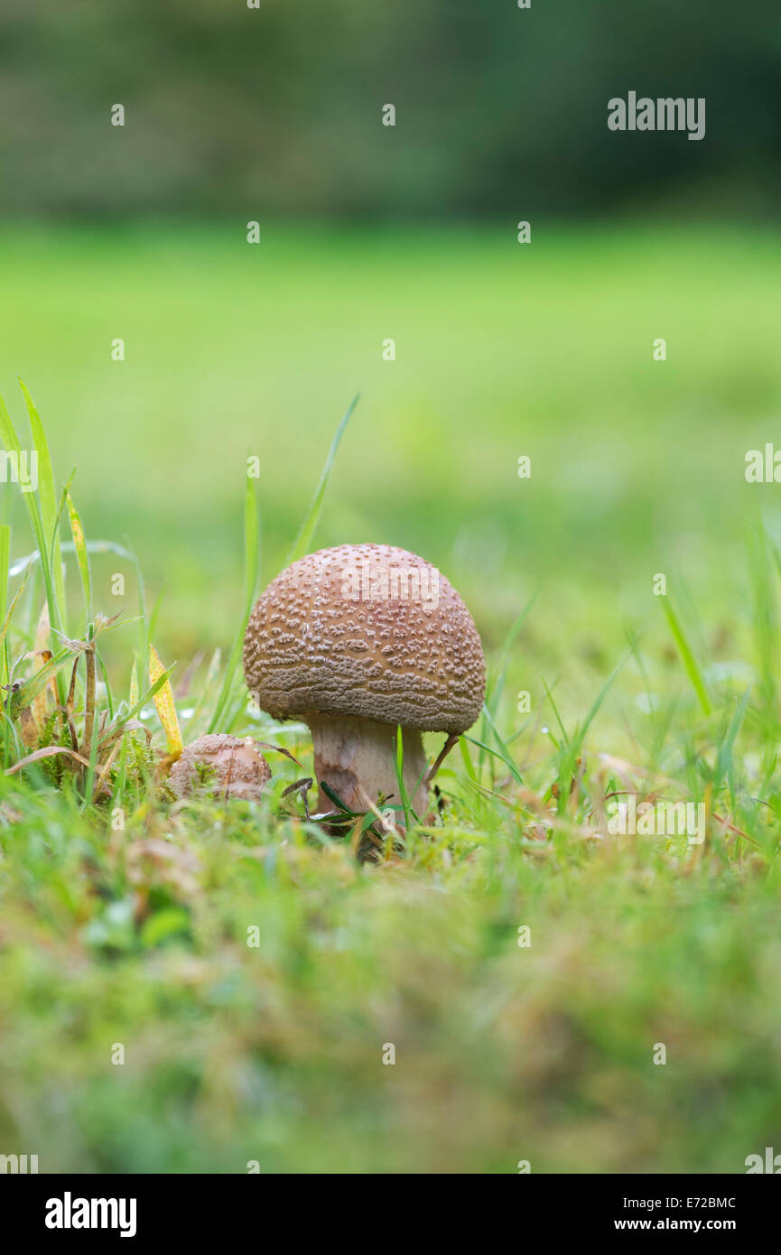 L'Amanita rubescens, Le blush mushroom Banque D'Images