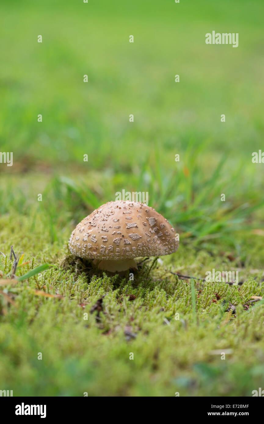 L'Amanita rubescens, Le blush mushroom Banque D'Images