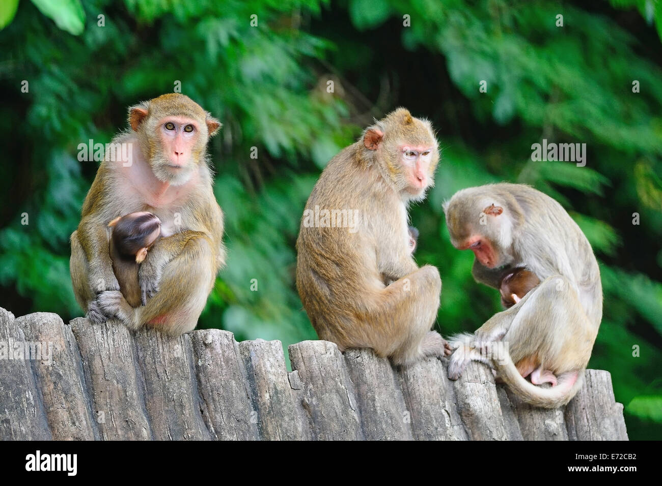 Groupe de famille de singe, assis sur le toit en bois Banque D'Images Groupe de famille de singe, assis sur le toit en bois Banque D'Images