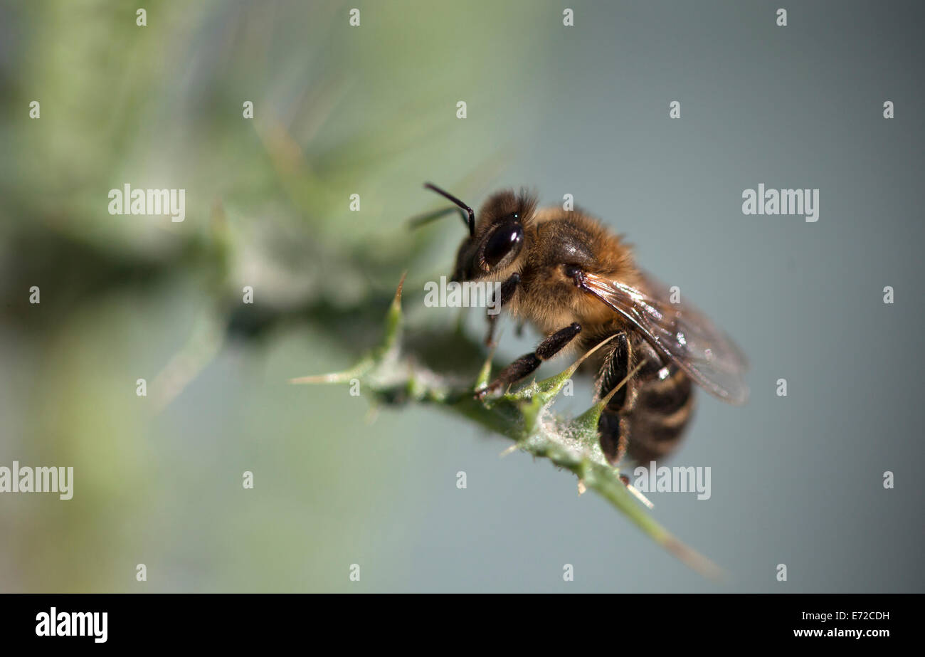 Une abeille perches dans une plante épineuse dans Parc Naturel de Los Alcornocales, la province de Cádiz, Andalousie, Espagne, le 2 mai 2014. Banque D'Images