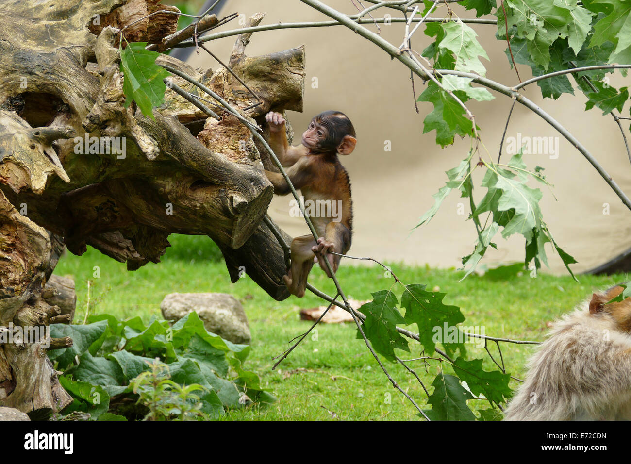 Bébé Macaque de Barbarie Banque D'Images