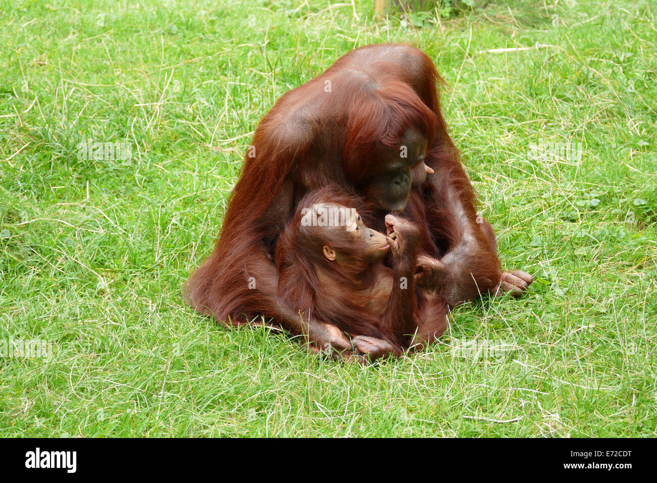 Avec son bébé orang-outan Banque D'Images