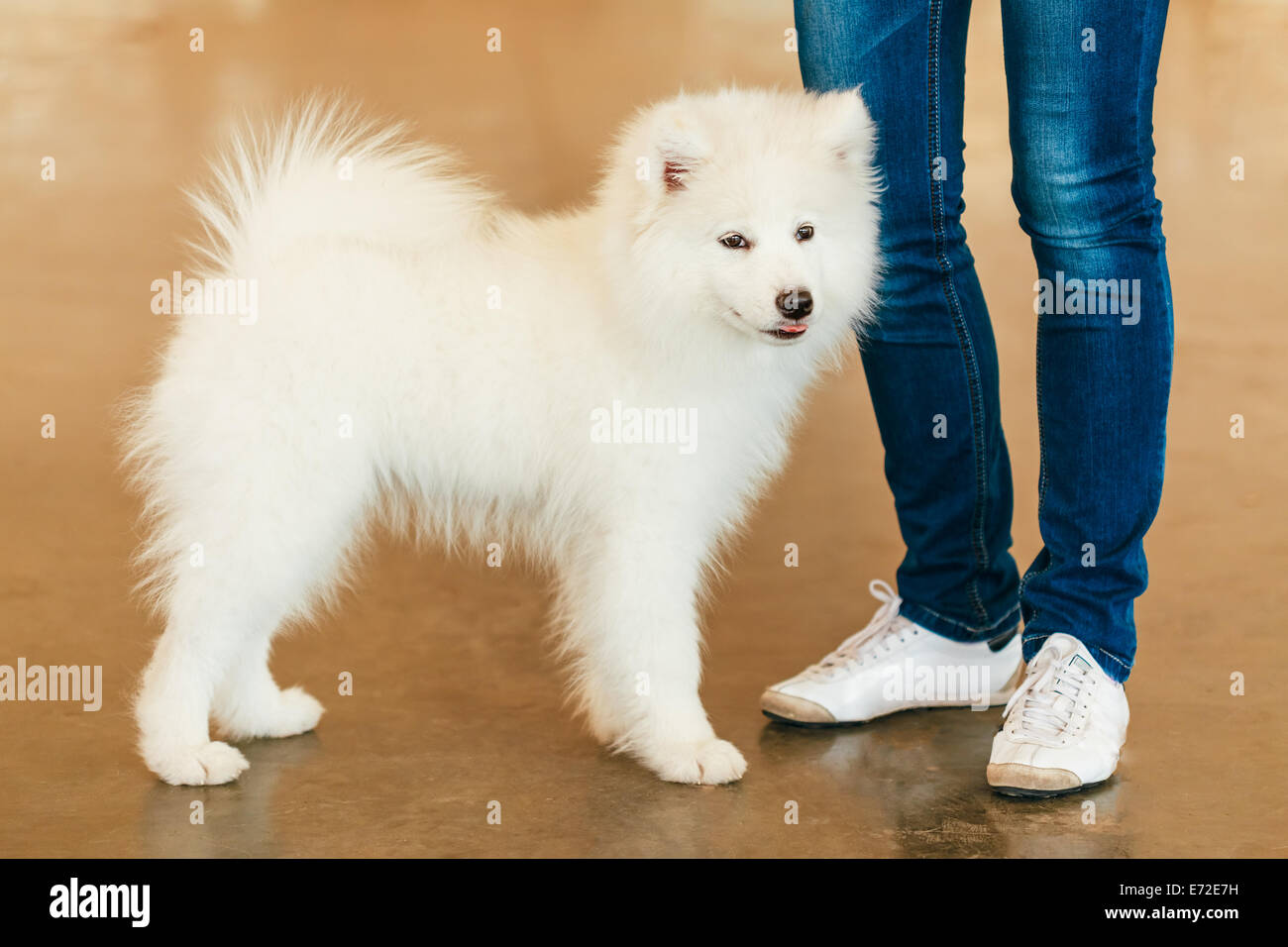 Chiot Chien Samoyede Blanc Photo Stock Alamy
