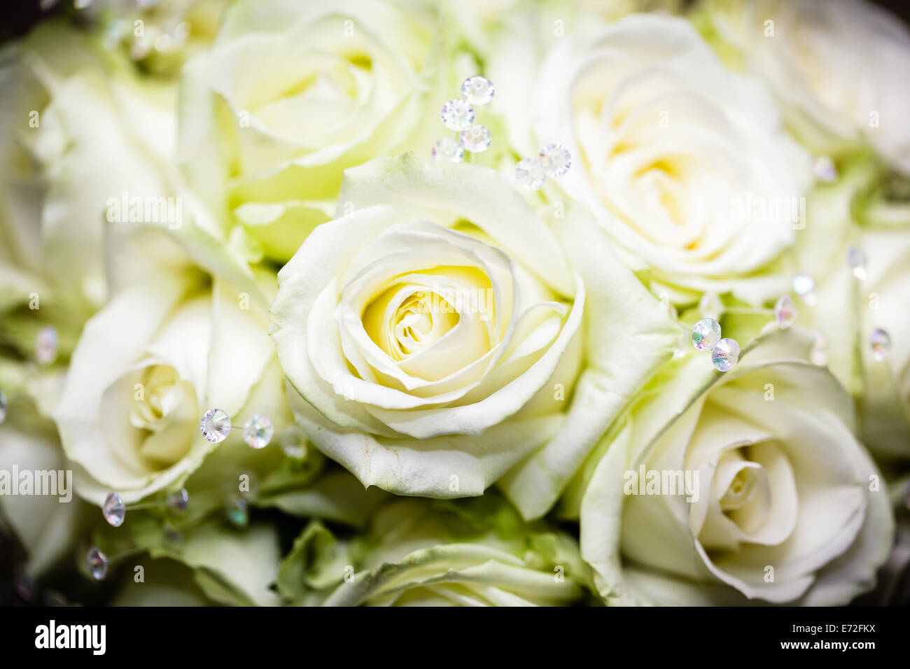 Bouquet de roses blanches avec des reflets verts et scintille Banque D'Images