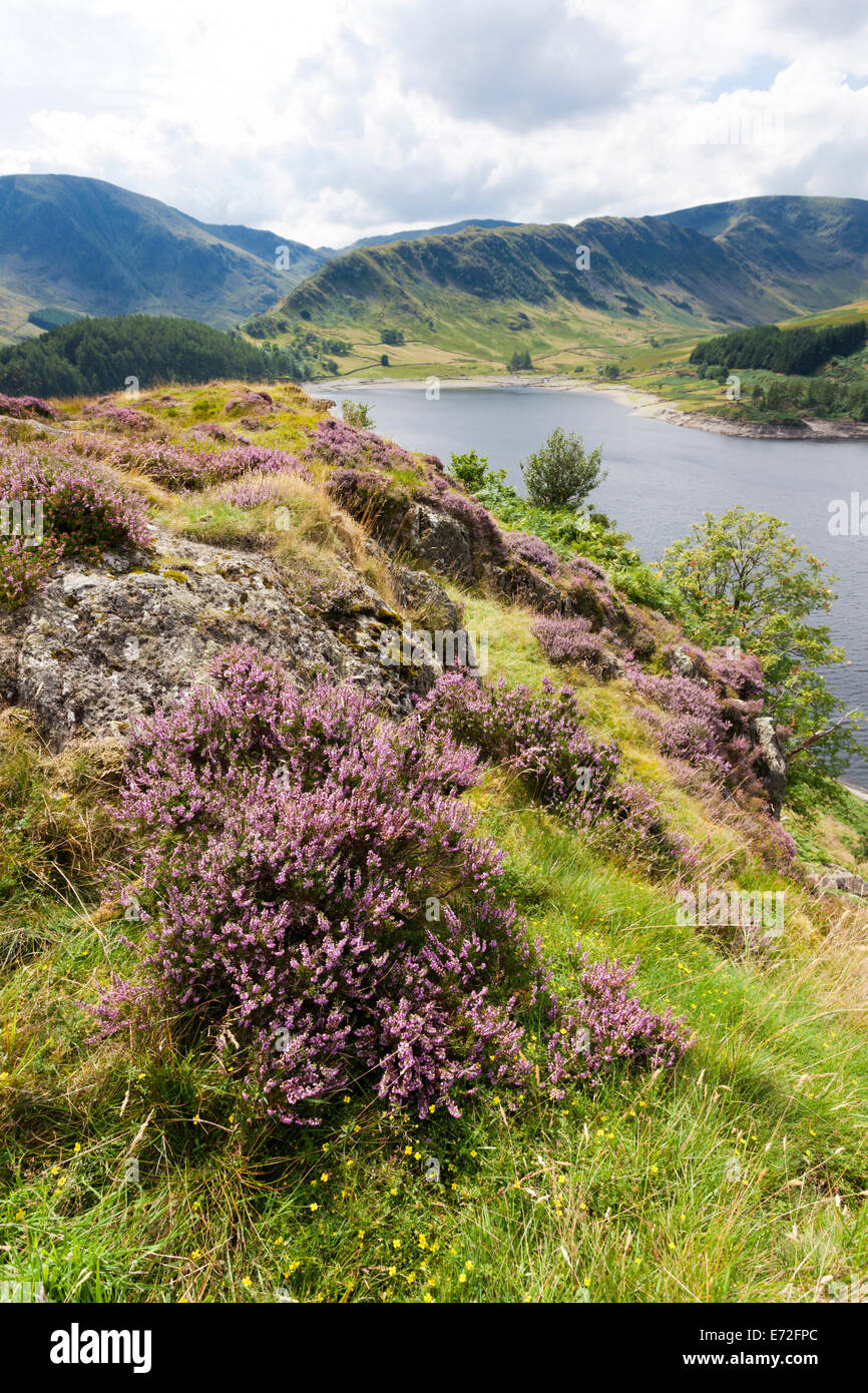 Le Lake District - Heather sur les rives de Haweswater, Cumbria UK Banque D'Images